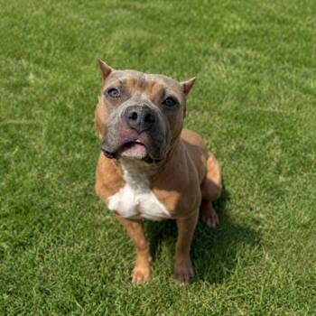 Pit Bull Terrier Dogs Available for Adoption in York, Pennsylvania - Liora Fka Gloria | PetCurious