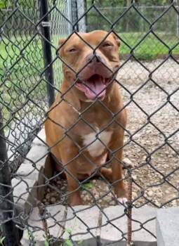 Rescue American Staffordshire Terrier Dogs for Adoption in Spring, Texas - Alyssa | PetCurious