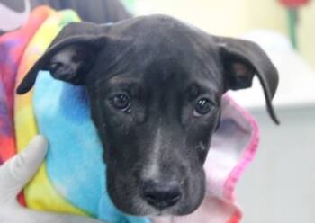 Rescue American Bulldog and Mixed Breed Dogs for Adoption in Picayune, Mississippi - Crowley | PetCurious