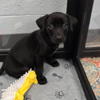 Mixed Breed Dogs Available for Adoption in East Hanover, New Jersey - Thor | PetCurious