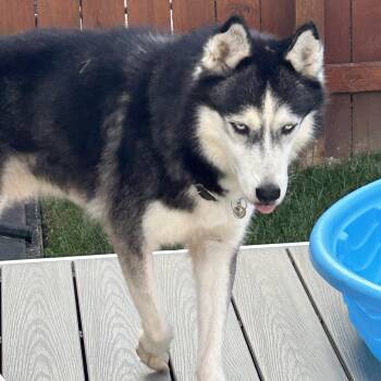Prescott -  Siberian Husky Dog for Adoption in Stiles, Pennsylvania - Prescott | PetCurious