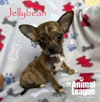 Jellybean -  Chihuahua and Shih Tzu Dog for Adoption in Groveland, Florida - Jellybean | PetCurious