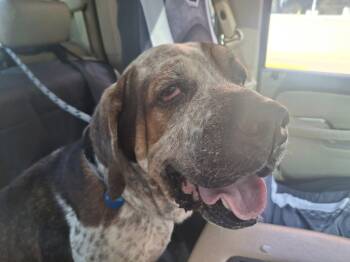 Hound Dogs Available for Adoption - Reggie! Dog/Cat Friendly!  | PetCurious