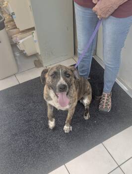 Mountain Cur Dogs Available for Adoption in Manchester, Connecticut - Bellamy | PetCurious