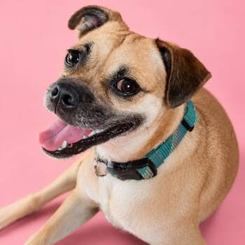Socks -  Pug and Chihuahua Dog for Adoption in Phoenix, Arizona - Socks | PetCurious