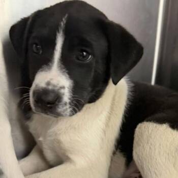 Hound Dogs Available for Adoption in Briarcliff Manor, New York - Hobo | PetCurious