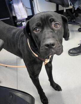 Mixed Breed Dogs Available for Adoption - Dewy | PetCurious