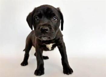 Labrador Retriever Dogs Available for Adoption in Brentwood, Missouri - BEAU | PetCurious