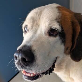 Caria -  Mixed Breed Dog for Adoption in Greenville, South Carolina - Caria | PetCurious