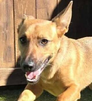 Xena -  German Shepherd Dog Dog Available for Adoption in Radcliff, Kentucky - Xena | PetCurious