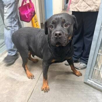 Shirley -  Rottweiler Dog for Adoption in Hawthorne, California - Shirley | PetCurious