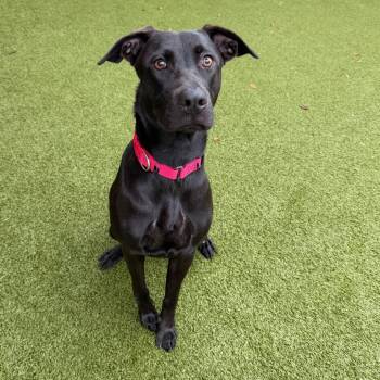 Pepper -  Mixed Breed Dog for Adoption in Titusville, Florida - Pepper | PetCurious