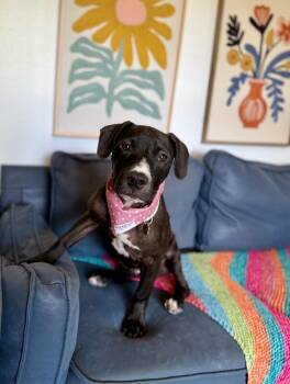 Pit Bull Terrier and Labrador Retriever Dogs Available for Adoption in Friendswood, Texas - Silkie Chickie | PetCurious