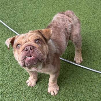 Sweet Potato 1116 -  English Bulldog Dog for Adoption in Loxahatchee Groves, Florida - Sweet Potato 1116 | PetCurious
