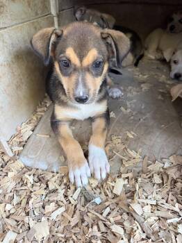 Rescue Husky Dogs for Adoption in Fosters, Alabama - SASSY MAE RIOT | PetCurious