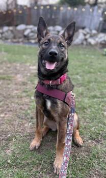 Belgian Shepherd Malinois Dogs Available for Adoption in Delson, Quebec - April | PetCurious