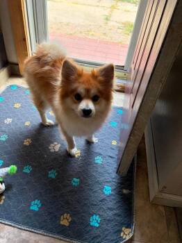 King -  Pomeranian Dog for Adoption in Plymouth, Michigan - King | PetCurious