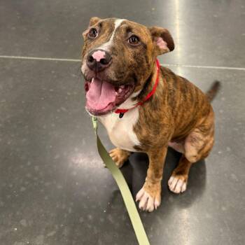 Cason -  Mixed Breed Dog for Adoption in Summerville, South Carolina - Cason | PetCurious