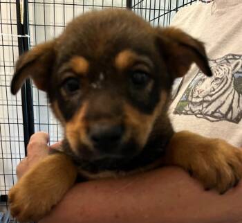 Amelia -  Australian Cattle Dog Blue Heeler and Shepherd Dog for Adoption in Thompson Falls, Montana - Amelia | PetCurious
