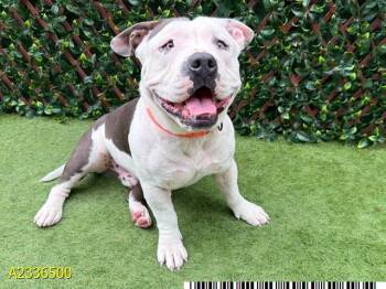 BERT -  Mixed Breed Dog for Adoption in West Palm Beach, Florida - BERT | PetCurious