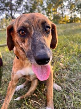 Rescue Jack Russell Terrier and Mixed Breed Dogs for Adoption in Thomasville, Alabama - Lizzie | PetCurious