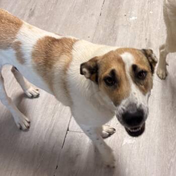 Mixed Breed Dogs Available for Adoption in Alabaster, Alabama - Sansa | PetCurious
