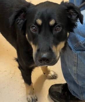 WINNIE -  Shepherd Dog for Adoption in Elizabethton, Tennessee - WINNIE | PetCurious