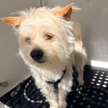 Coach -  Cairn Terrier Dog for Adoption in St. Louis, Missouri - Coach | PetCurious