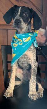 Australian Cattle Dog Blue Heeler Dogs Available for Adoption - Jess | PetCurious