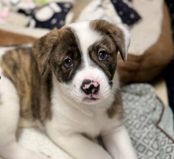 Elijah -  Terrier and Bulldog Dog for Adoption in Homestead, Florida - Elijah | PetCurious