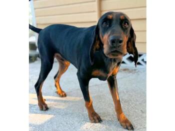 Otto (FL) -  Black And Tan Coonhound Dog for Adoption - Otto (FL) | PetCurious