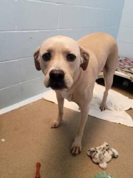Gracie -  Labrador Retriever and Mixed Breed Dog for Adoption in Palm Coast, Florida - Gracie | PetCurious