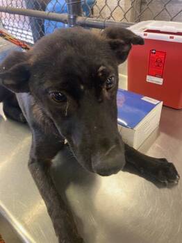 2 -  German Shepherd Dog and Mixed Breed Dog for Adoption in Dallas, Texas - 2 | PetCurious