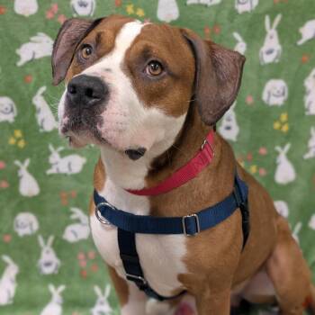 American Staffordshire Terrier Dogs Available for Adoption in Baltimore, Maryland - Hoedown | PetCurious