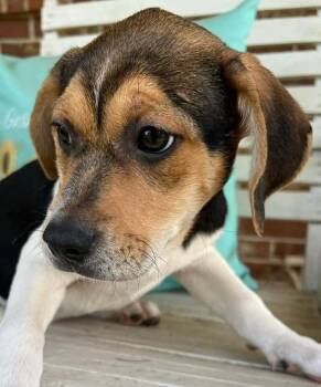 Mixed Breed Dogs Available for Adoption in Groveland, Massachusetts - Tucker | PetCurious