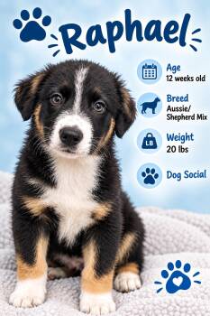 Raphael -  Australian Shepherd Dog for Adoption in Rock Hill, New York - Raphael | PetCurious