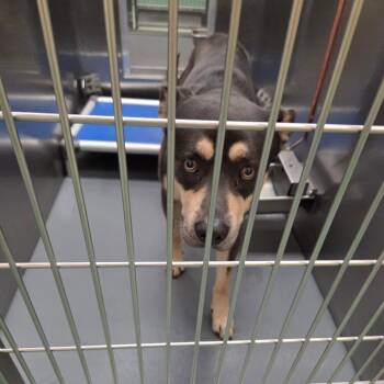 Mixed Breed Dogs Available for Adoption - Goody | PetCurious