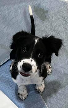 Magoo -  Australian Shepherd and Mixed Breed Dog for Adoption in Cedar Rapids, Iowa - Magoo | PetCurious
