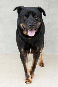 Simba -  Mixed Breed Dog for Adoption in Longmont, Colorado - Simba | PetCurious