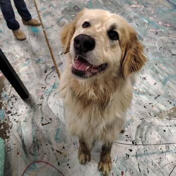 Great Pyrenees Dogs Available for Adoption - Chevy | PetCurious