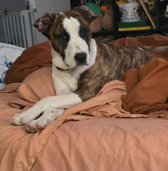 Hound and Catahoula Leopard Dog Dogs Available for Adoption in El Dorado, Arkansas - Link | PetCurious