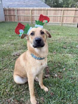 Rescue Labrador Retriever and Shepherd Dogs for Adoption in Spring, Texas - Nancy | PetCurious
