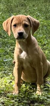 Diva -  Beagle and Mixed Breed Dog for Adoption in Wilkesboro, North Carolina - Diva | PetCurious