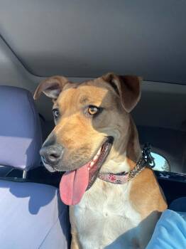 Mila -  American Staffordshire Terrier and Shepherd Dog for Adoption in Lafayette, California - Mila | PetCurious