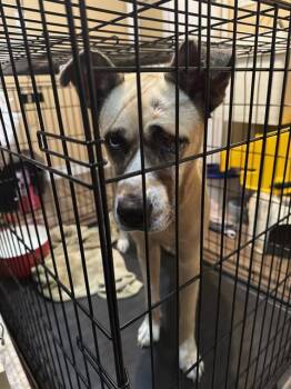 Rescue Mixed Breed Dogs for Adoption in Palmetto, Florida - A132454 | PetCurious