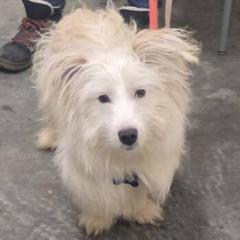Shetland Sheepdog Sheltie and Bichon Frise Dogs Available for Adoption - Mac | PetCurious