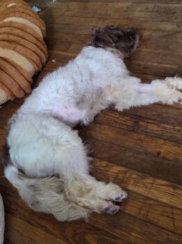 Cannoli -  Schnauzer Dog for Adoption in Tenafly, New Jersey - Cannoli | PetCurious