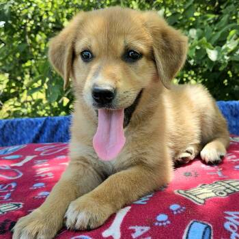 Nori -  Shepherd and Mixed Breed Dog for Adoption in Pelham, New Hampshire - Nori | PetCurious