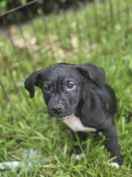 Luna -  Labrador Retriever Dog for Adoption in Sanford, Florida - Luna | PetCurious
