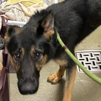72241 -  German Shepherd Dog Dog for Adoption in Harrisonburg, Virginia - 72241 | PetCurious